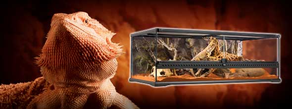 Exo Terra Bearded Dragon Starter Kit