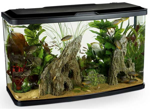 Marina Vue 87 Aquarium – Online Aquariums