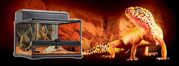 Exo Terra Leopard Gecko Starter Kit Online Aquariums